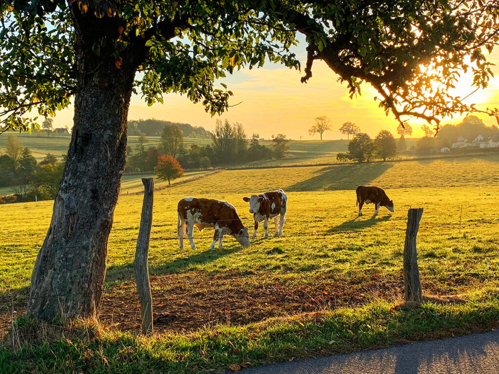 Kühe auf Weide. Foto: GM